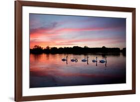 Mute Swans, Cygnus Olor, Swim on Pen Ponds at Sunset in Richmond Park-Alex Saberi-Framed Photographic Print