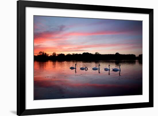 Mute Swans, Cygnus Olor, Swim on Pen Ponds at Sunset in Richmond Park-Alex Saberi-Framed Photographic Print