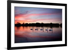 Mute Swans, Cygnus Olor, Swim on Pen Ponds at Sunset in Richmond Park-Alex Saberi-Framed Photographic Print