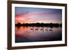 Mute Swans, Cygnus Olor, Swim on Pen Ponds at Sunset in Richmond Park-Alex Saberi-Framed Photographic Print