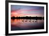 Mute Swans, Cygnus Olor, Swim on Pen Ponds at Sunset in Richmond Park-Alex Saberi-Framed Photographic Print