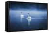 Mute Swans, Cygnus Olor, Swimming in the Morning Mist-Alex Saberi-Framed Stretched Canvas