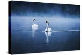 Mute Swans, Cygnus Olor, Swimming in the Morning Mist-Alex Saberi-Stretched Canvas