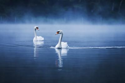 https://imgc.allpostersimages.com/img/posters/mute-swans-cygnus-olor-swimming-in-the-morning-mist_u-L-Q1BJ54H0.jpg?artPerspective=n