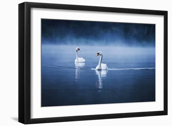 Mute Swans, Cygnus Olor, Swimming in the Morning Mist-Alex Saberi-Framed Photographic Print