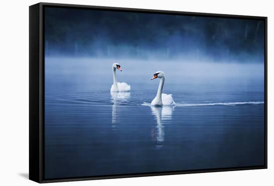 Mute Swans, Cygnus Olor, Swimming in the Morning Mist-Alex Saberi-Framed Stretched Canvas