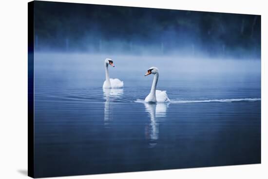 Mute Swans, Cygnus Olor, Swimming in the Morning Mist-Alex Saberi-Stretched Canvas