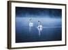 Mute Swans, Cygnus Olor, Swimming in the Morning Mist-Alex Saberi-Framed Photographic Print