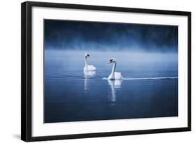 Mute Swans, Cygnus Olor, Swimming in the Morning Mist-Alex Saberi-Framed Photographic Print