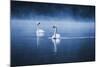 Mute Swans, Cygnus Olor, Swimming in the Morning Mist-Alex Saberi-Mounted Photographic Print
