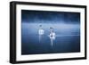 Mute Swans, Cygnus Olor, Swimming in the Morning Mist-Alex Saberi-Framed Premium Photographic Print