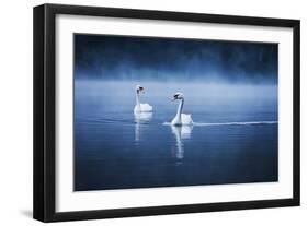 Mute Swans, Cygnus Olor, Swimming in the Morning Mist-Alex Saberi-Framed Premium Photographic Print