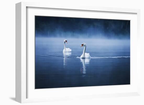 Mute Swans, Cygnus Olor, Swimming in the Morning Mist-Alex Saberi-Framed Premium Photographic Print