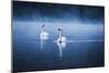 Mute Swans, Cygnus Olor, Swimming in the Morning Mist-Alex Saberi-Mounted Premium Photographic Print