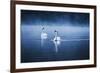 Mute Swans, Cygnus Olor, Swimming in the Morning Mist-Alex Saberi-Framed Photographic Print