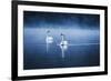 Mute Swans, Cygnus Olor, Swimming in the Morning Mist-Alex Saberi-Framed Photographic Print