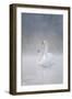 Mute Swans Pair in Courtship Behaviour Back-Lit-null-Framed Photographic Print