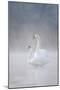 Mute Swans Pair in Courtship Behaviour Back-Lit-null-Mounted Photographic Print