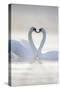 Mute Swans Pair in Courtship Behaviour-null-Stretched Canvas