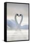 Mute Swans Pair in Courtship Behaviour-null-Framed Stretched Canvas