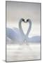 Mute Swans Pair in Courtship Behaviour-null-Mounted Photographic Print