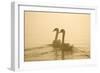 Mute Swans Pair Swimming in Pre-Dawn Mist-null-Framed Photographic Print