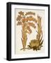 Muted Botanicals II-Curtis-Framed Art Print