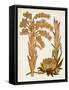 Muted Botanicals II-Curtis-Framed Stretched Canvas