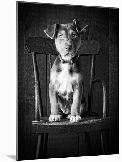 Mutt Black & White-Edward M. Fielding-Mounted Photographic Print