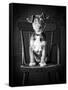 Mutt Black & White-Edward M. Fielding-Framed Stretched Canvas