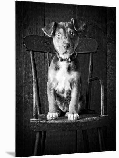 Mutt Black & White-Edward M. Fielding-Mounted Photographic Print