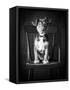 Mutt Black & White-Edward M. Fielding-Framed Stretched Canvas