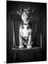 Mutt Black & White-Edward M. Fielding-Mounted Photographic Print