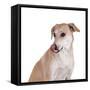 Mutt-Fabio Petroni-Framed Stretched Canvas