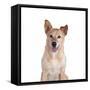 Mutt-Fabio Petroni-Framed Stretched Canvas