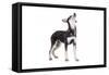 Mutt-Fabio Petroni-Framed Stretched Canvas