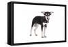 Mutt-Fabio Petroni-Framed Stretched Canvas