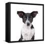 Mutt-Fabio Petroni-Framed Stretched Canvas