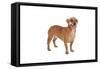 Mutt-Fabio Petroni-Framed Stretched Canvas