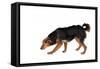 Mutt-Fabio Petroni-Framed Stretched Canvas