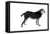 Mutt-Fabio Petroni-Framed Stretched Canvas