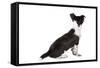 Mutt-Fabio Petroni-Framed Stretched Canvas