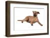 Mutt-Fabio Petroni-Framed Photographic Print