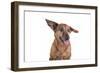 Mutt-Fabio Petroni-Framed Photographic Print