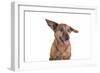 Mutt-Fabio Petroni-Framed Photographic Print