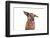 Mutt-Fabio Petroni-Framed Photographic Print