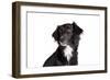 Mutt-Fabio Petroni-Framed Photographic Print