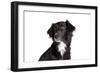 Mutt-Fabio Petroni-Framed Photographic Print