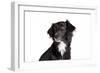 Mutt-Fabio Petroni-Framed Photographic Print