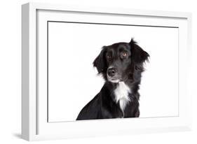 Mutt-Fabio Petroni-Framed Photographic Print